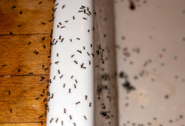 Insect Control in Columbus, IN